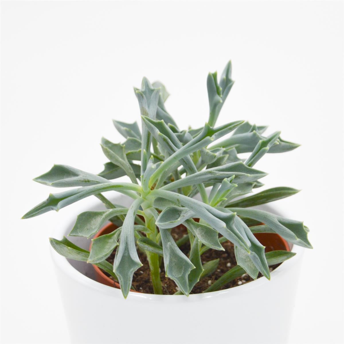 Senecio kleiniiformis - 8.5cm