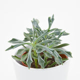 Senecio kleiniiformis - 8.5cm