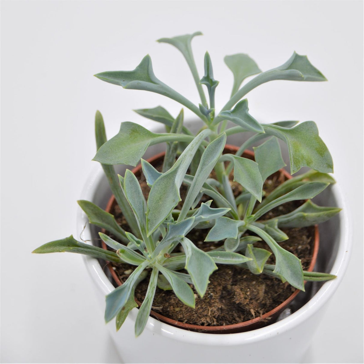 Senecio kleiniiformis - 8.5cm