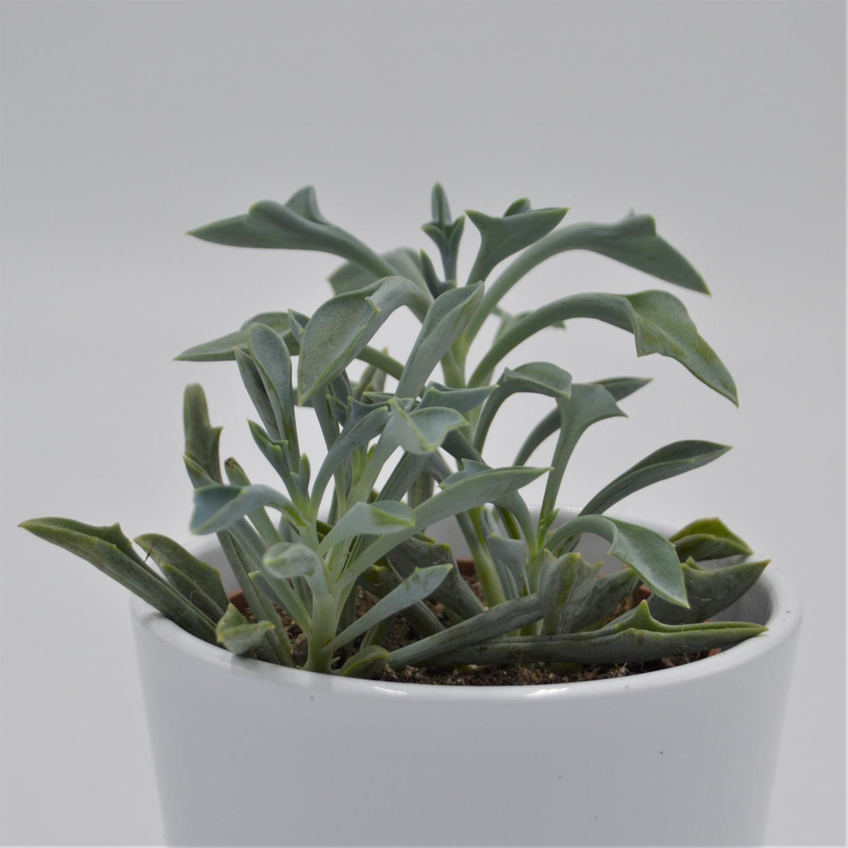 Senecio kleiniiformis - 8.5cm
