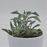 Senecio kleiniiformis - 8.5cm
