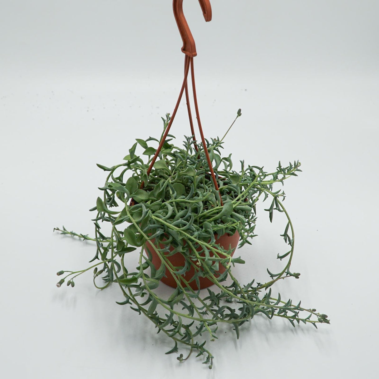 Senecio peregrinus - 12cm Hanging Basket