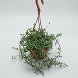 Senecio peregrinus - 12cm Hanging Basket
