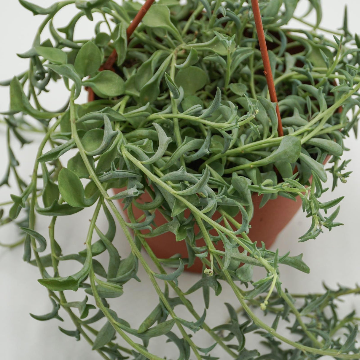 Senecio peregrinus - 12cm Hanging Basket