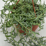Senecio peregrinus - 12cm Hanging Basket