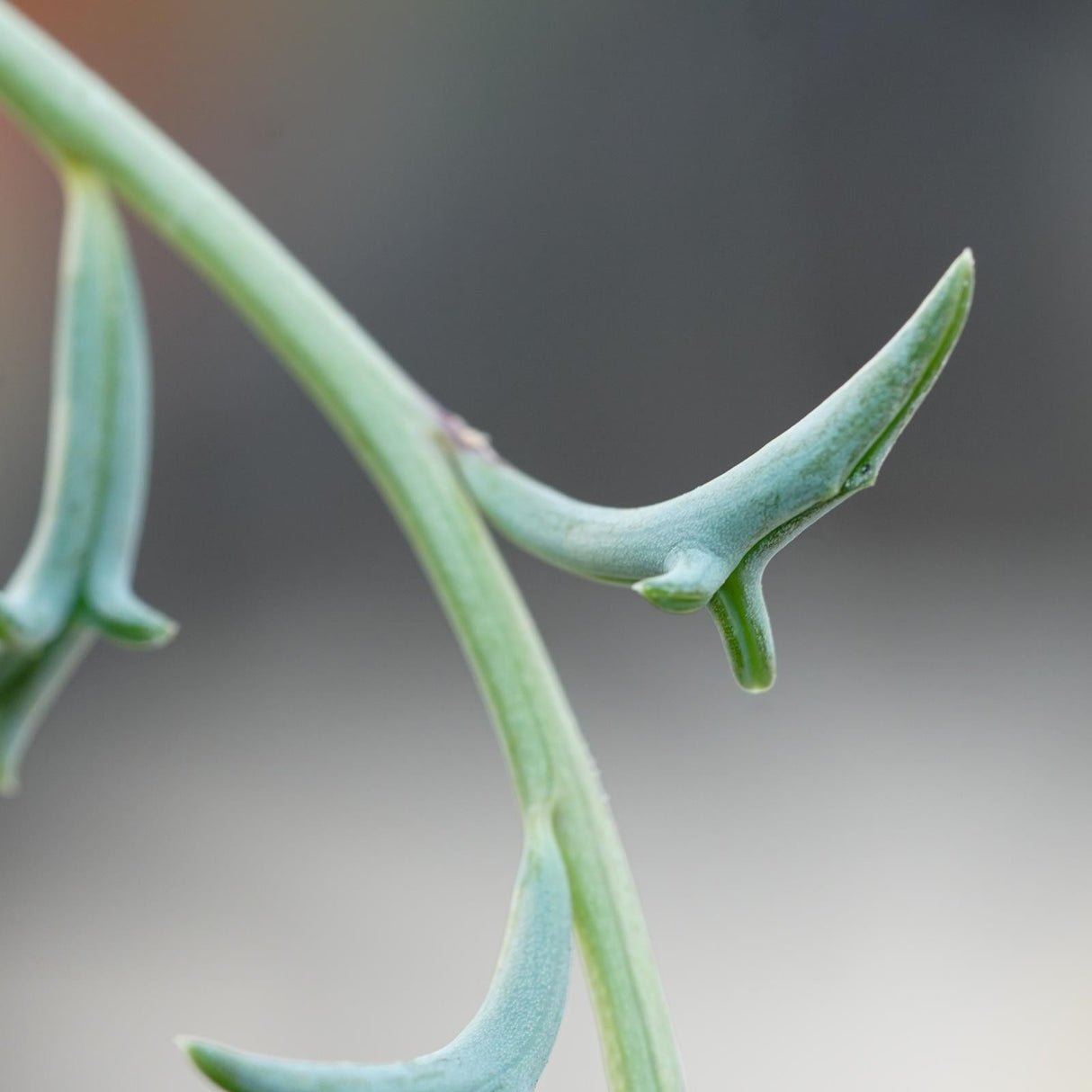 Senecio peregrinus - 15cm Hanging Basket