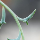 Senecio peregrinus - 15cm Hanging Basket
