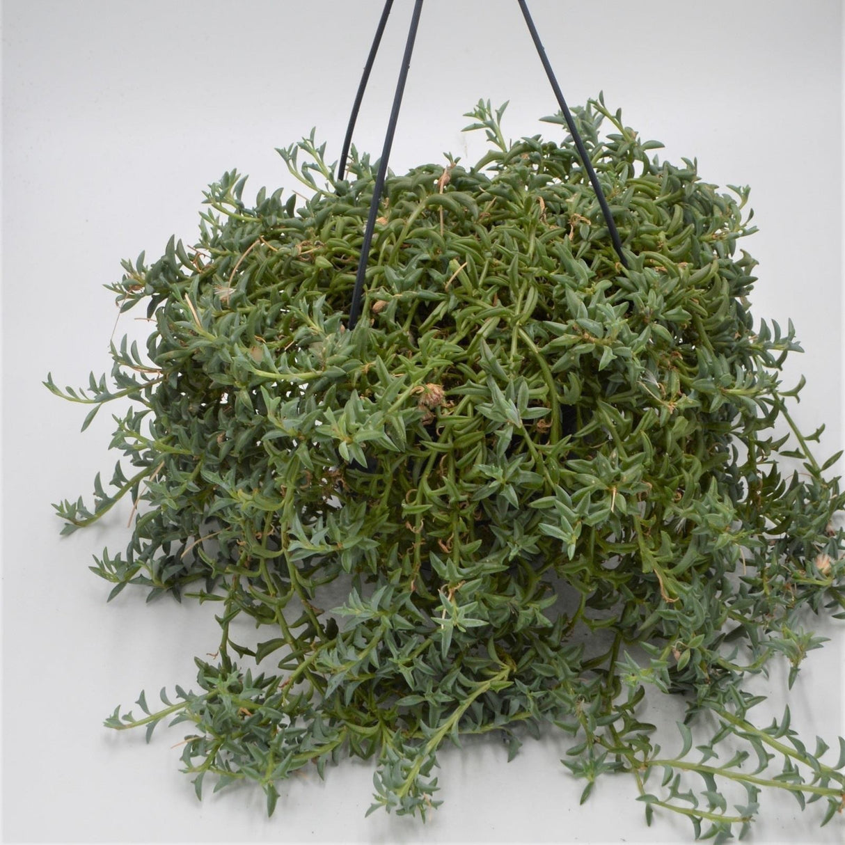Senecio peregrinus - 15cm Hanging Basket