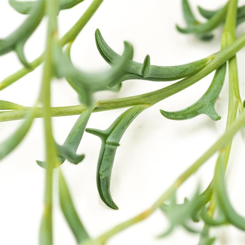 Senecio peregrinus - 12cm Hanging Basket