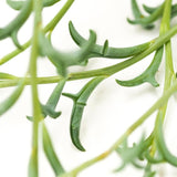 Senecio peregrinus - 12cm Hanging Basket