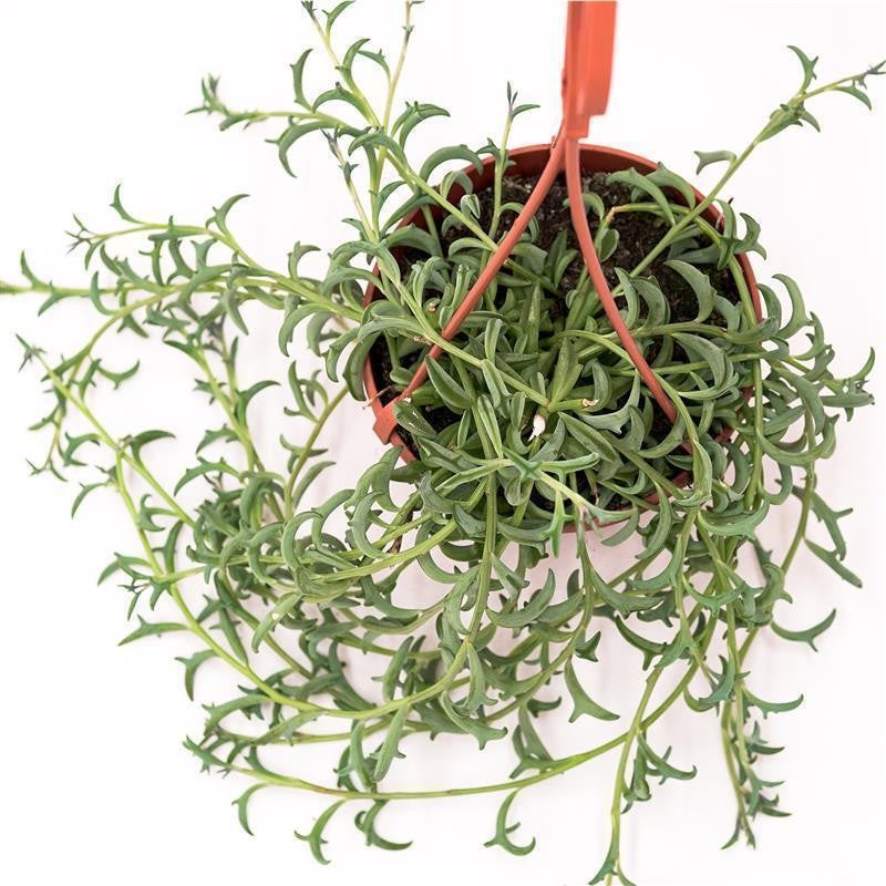 Senecio peregrinus - 12cm Hanging Basket