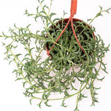 Senecio peregrinus - 12cm Hanging Basket