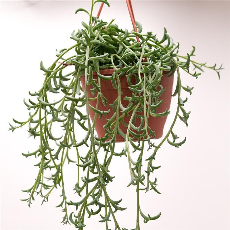 Senecio peregrinus - 12cm Hanging Basket