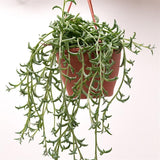 Senecio peregrinus - 12cm Hanging Basket