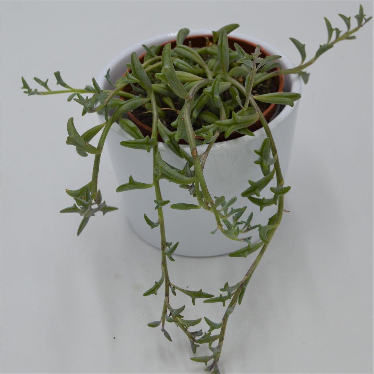 Senecio peregrinus - 8.5cm