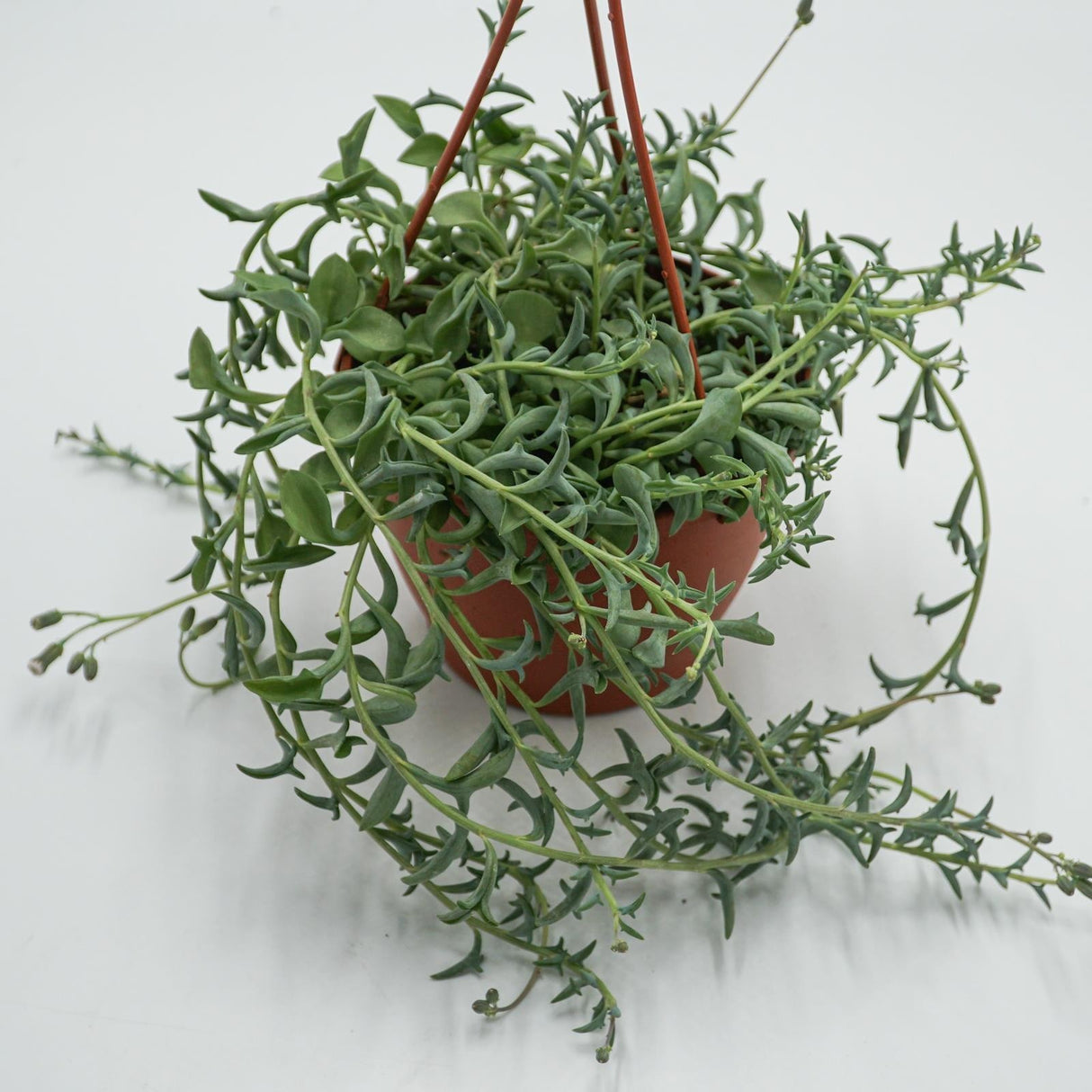Senecio peregrinus - 12cm Hanging Basket