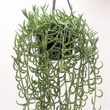 Senecio radicans - 14cm Hanging Basket