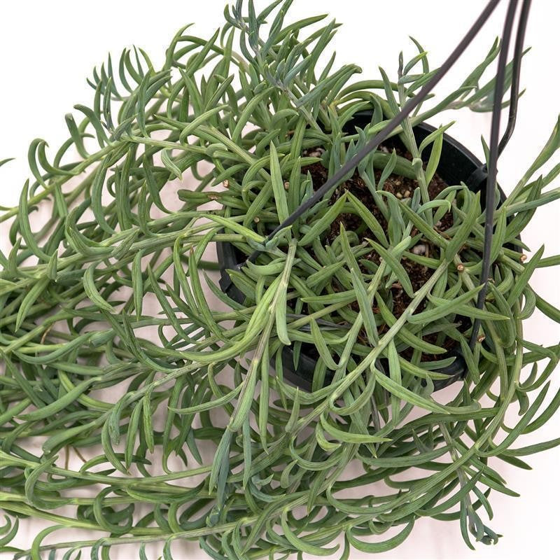 Senecio radicans - 14cm Hanging Basket
