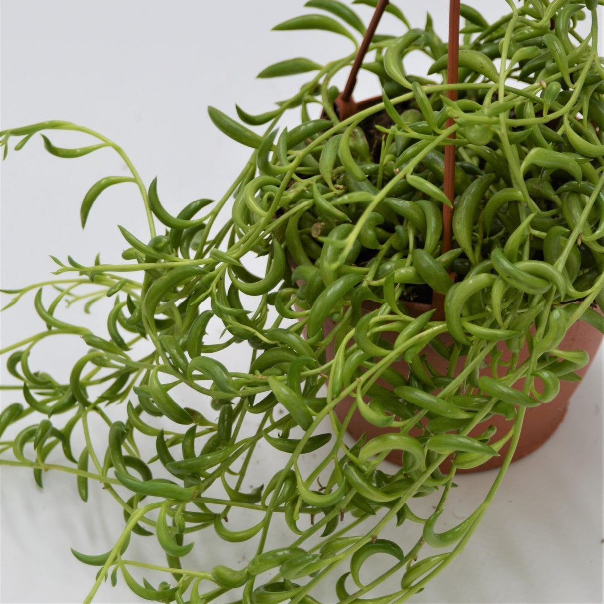 Senecio radicans - 12cm Hanging Basket
