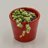 Senecio rowleyanus f. variegata - 6cm