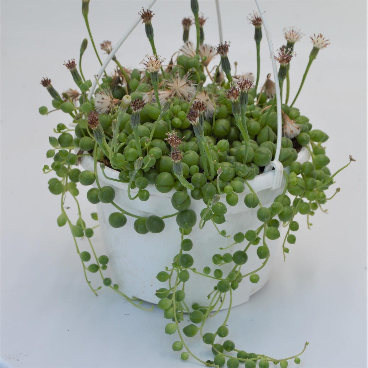 Senecio rowleyanus - 15cm Hanging Basket