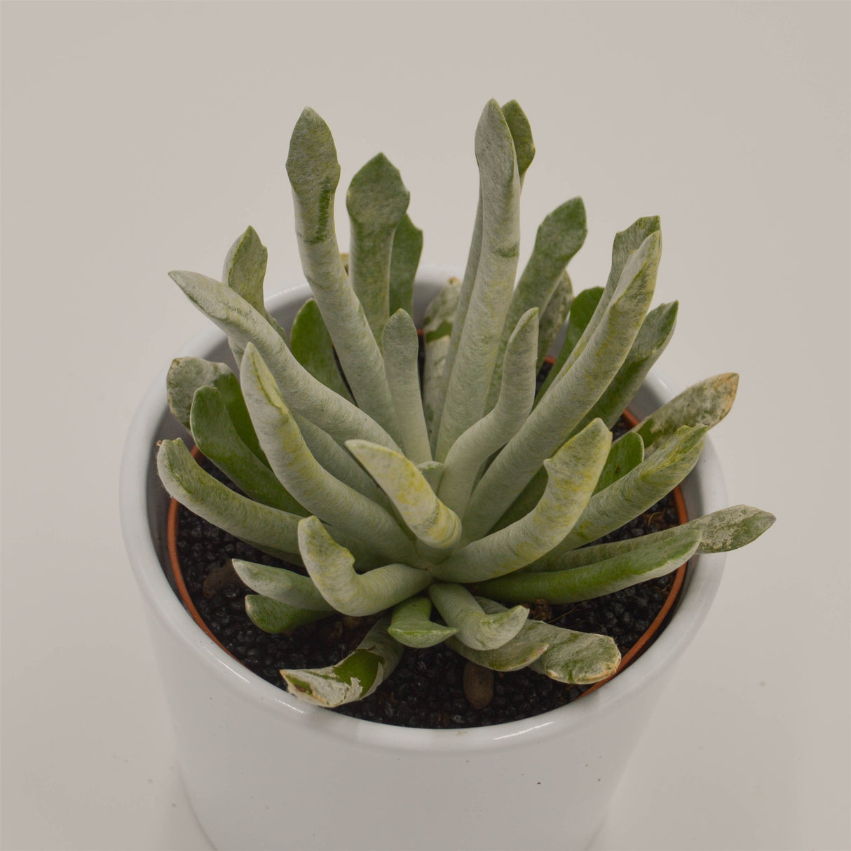 Senecio scaposus v. addoensis - 10.5cm