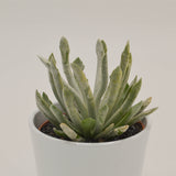 Senecio scaposus v. addoensis - 10.5cm