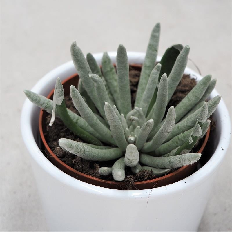 Senecio scapusis - 8.5cm