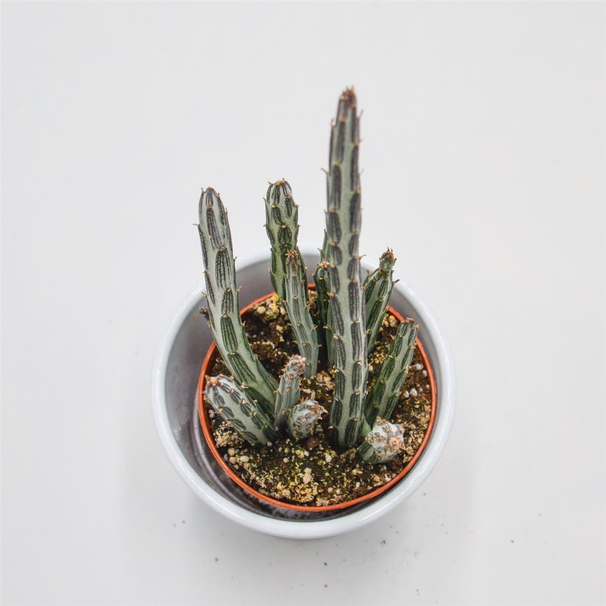 Senecio stapeliiformis - 8.5cm