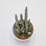 Senecio stapeliiformis - 8.5cm