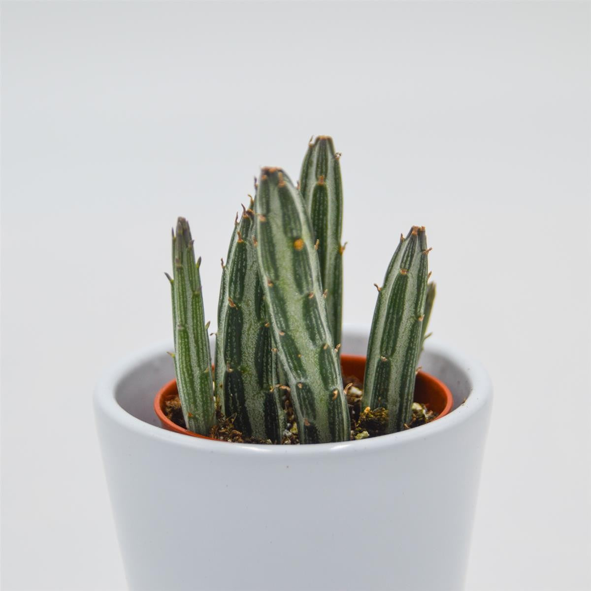 Senecio stapeliiformis - 5.5cm