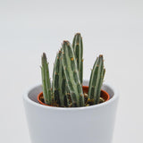Senecio stapeliiformis - 5.5cm