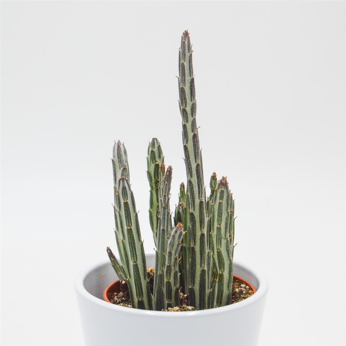 Senecio stapeliiformis - 8.5cm