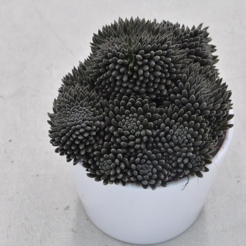 Sinocrassula yunnanensis - 10.5cm