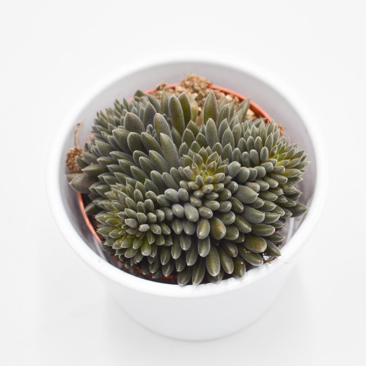 Sinocrassula yunnanensis - 8.5cm