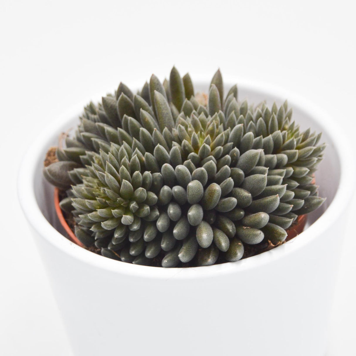 Sinocrassula yunnanensis - 8.5cm