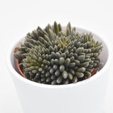 Sinocrassula yunnanensis - 8.5cm