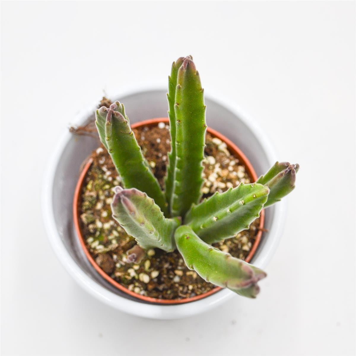 Stapelia leendertziae - 8.5cm
