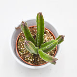 Stapelia leendertziae - 8.5cm