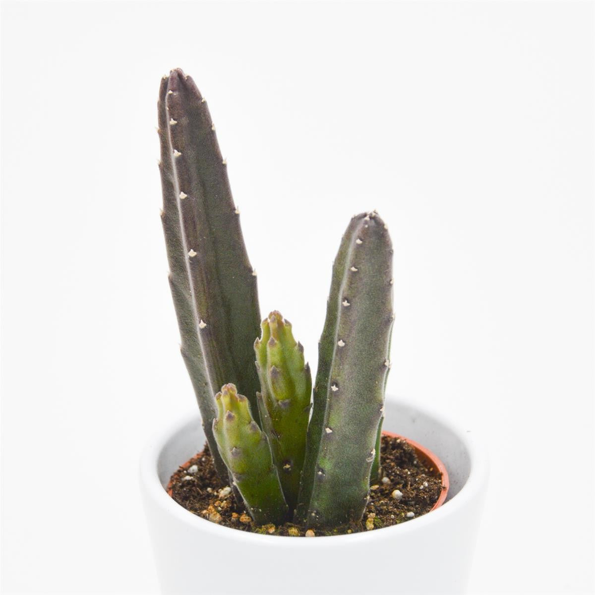 Stapelia leendertziae - 6cm