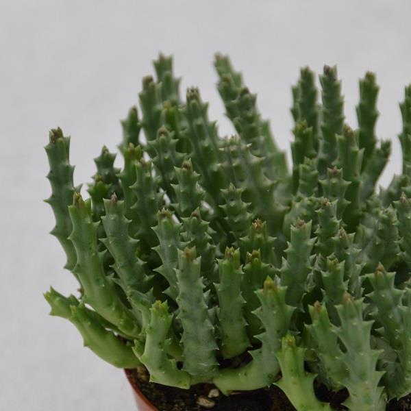 Orbea variegata - 8.5cm