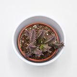 Huernia Pink Eye - 8cm