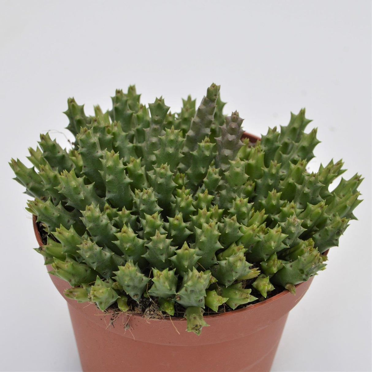 Orbea variegata - 13cm