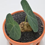 Stephania nova - 15cm in terracotta pot