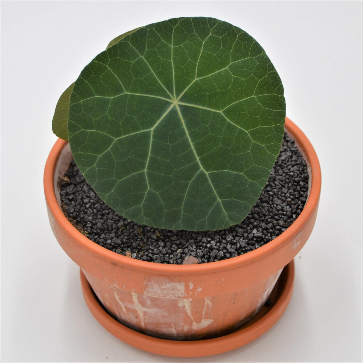 Stephania nova - 15cm in terracotta pot
