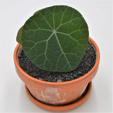 Stephania nova - 15cm in terracotta pot