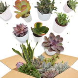 Sukkulenten Wundertüte