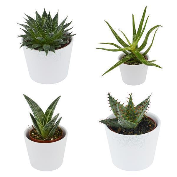 Succulent Selection, 10 pieces
