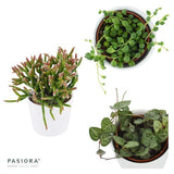 Icarus Hanging Succulents
