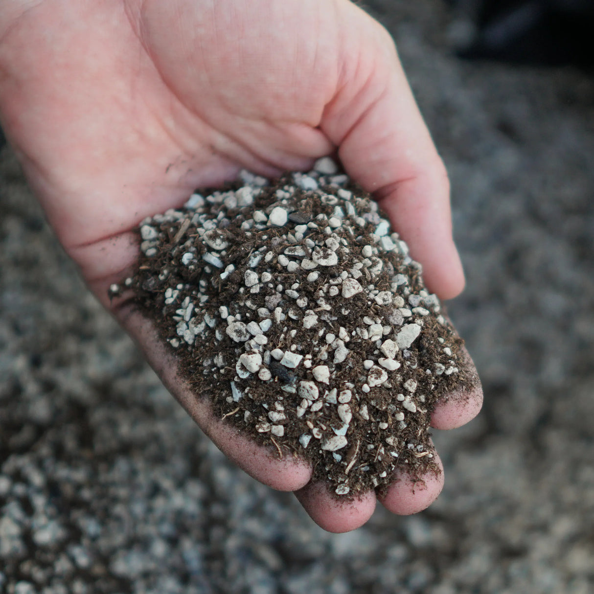 2.5l Premium Special Substrate with Activated Charcoal for Succulents and Cacti - Indoor Plant Soil